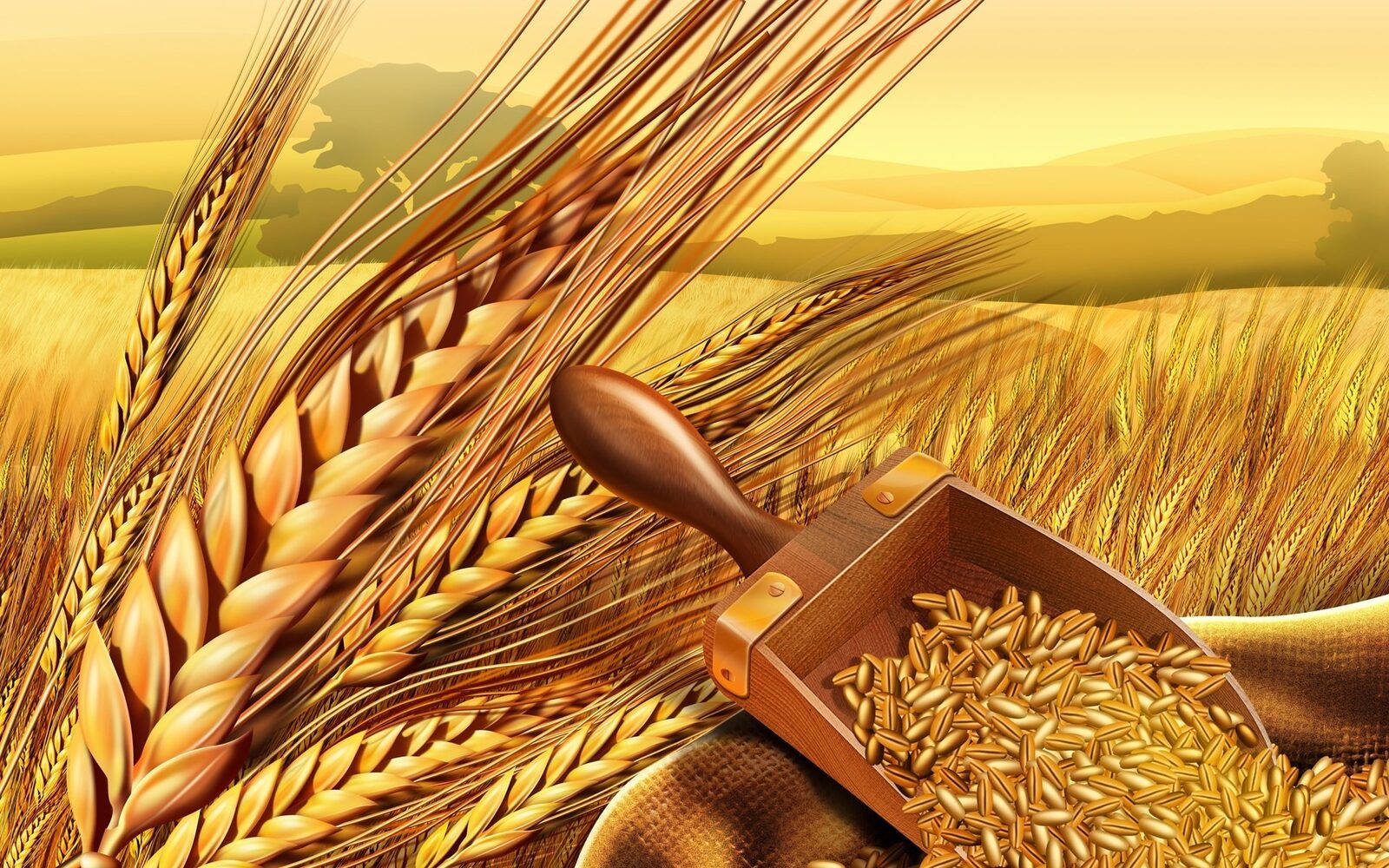 Golden wheat at harvest